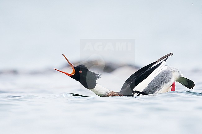 Red-breasted Merganser - Mittelsäger - Mergus serrator, Germany (Schleswig-Holstein), adult, male, courtship display stock-image by Agami/Ralph Martin,
