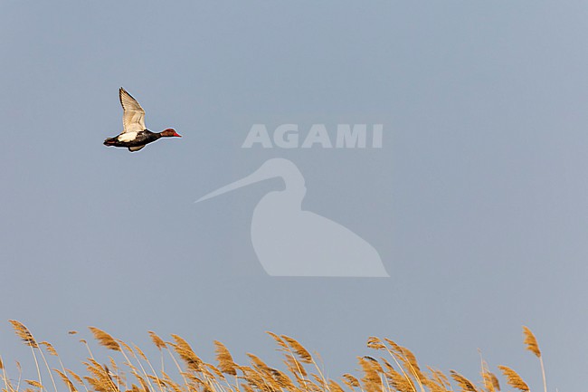 Male Red-crested Pochard (Netta rufina) in flight. stock-image by Agami/Marc Guyt,