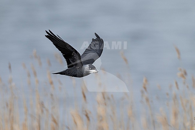 adult western jackdaw (coloeus monedula) in flight carrying some soft nesting material like seeds from reed mace or sheep's wool stock-image by Agami/Mathias Putze,