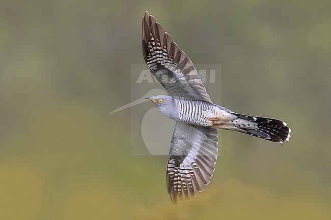 Common Cuckoo (Cuculus canorus) in Italy. stock-image by Agami/Daniele Occhiato,
