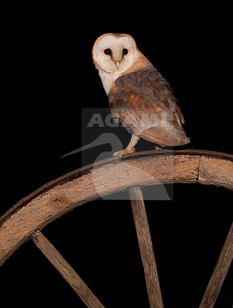 manual updated stock-image by Agami/Han Bouwmeester,