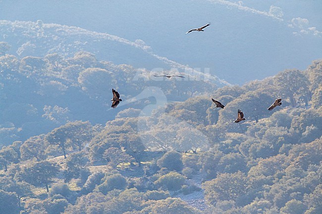 Griffon Vulture (Gyps fulvus) in the Extremadura in Spain. stock-image by Agami/Marc Guyt,