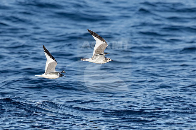  stock-image by Agami/Menno van Duijn,