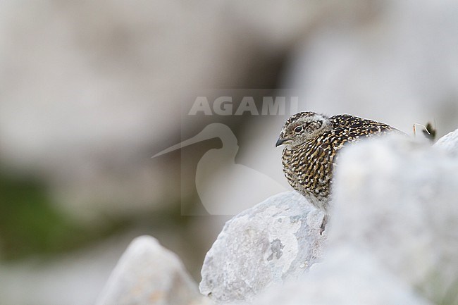 Rock Ptarmigan - Alpenschneehuhn - Lagopus muta ssp. helvetica, Germany, chick stock-image by Agami/Ralph Martin,