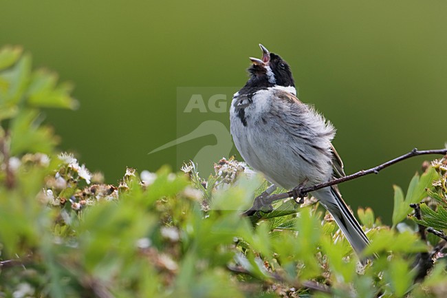 Rietgors zingend in struik; Reed Bunting singing from bush stock-image by Agami/Han Bouwmeester,