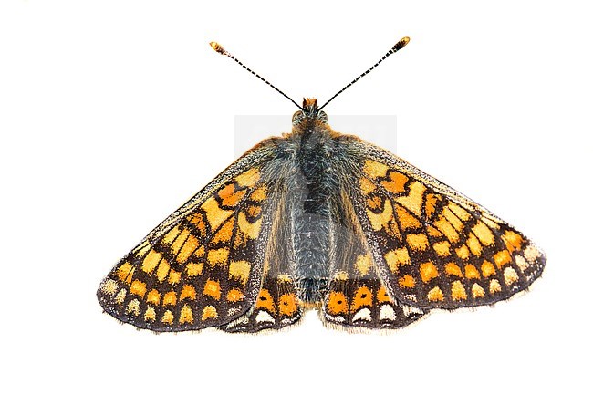 Marsh Fritillary, Euphydryas aurinia stock-image by Agami/Wil Leurs,
