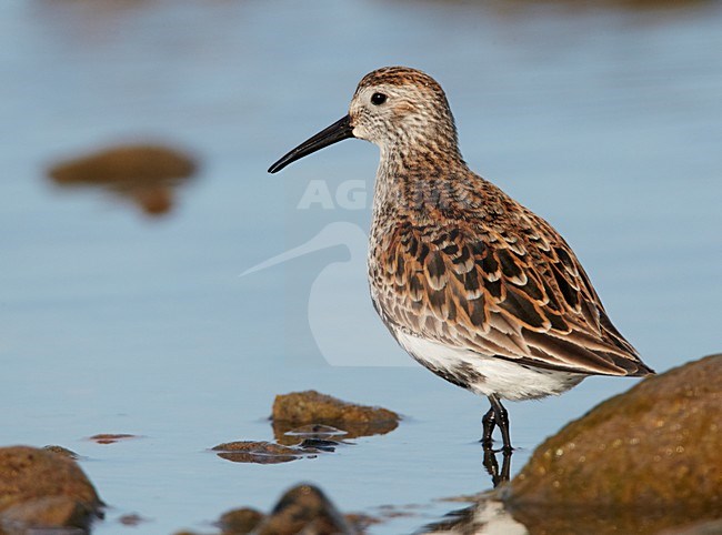Adult zomerkleed Bonte Strandloper aan de kust; Adult summer Dunlin on rocky shore stock-image by Agami/Markus Varesvuo,