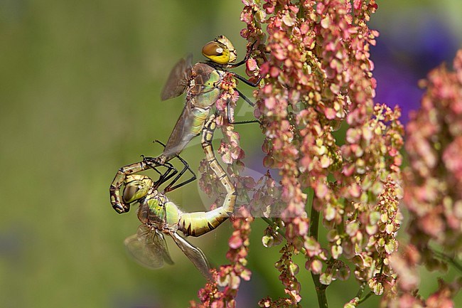 Adult male and female Vagrant Emperor (Anax ephippiger) mating wheel on Rumex sp. at the Millingerwaard in the Netherlands. stock-image by Agami/Fazal Sardar,
