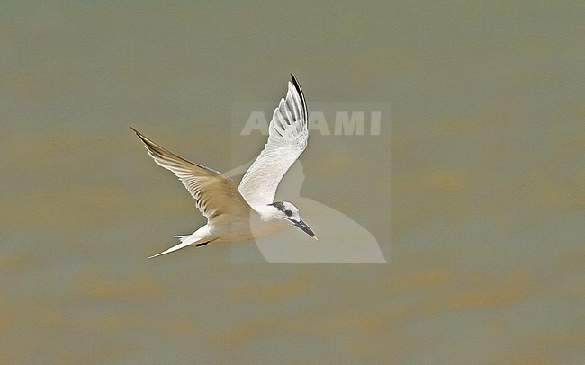 Vliegende Amerikaanse Grote Stern in zijn wintergebied; Flying Cabot's Tern (Sterna acuflavidus) in winter area stock-image by Agami/Pete Morris,