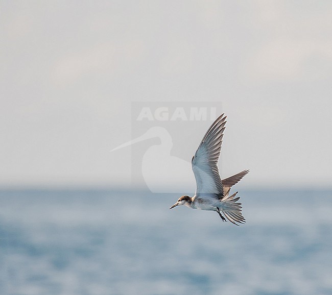 Juvenile Bridled Tern (Onychoprion anaethetus anaethetus) at sea off Palau, in the Micronesia subregion of Oceania in the western Pacific Ocean. stock-image by Agami/Pete Morris,
