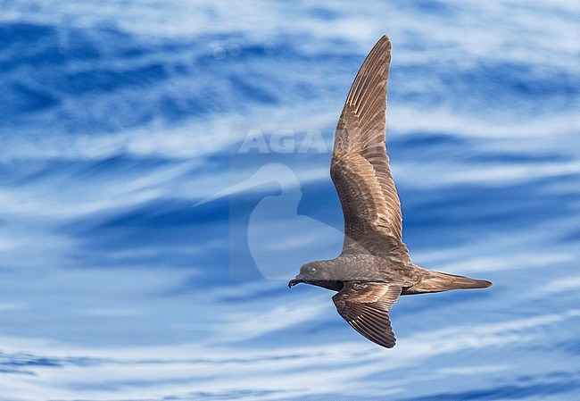 Bulwer's Petrel (Bulweria bulwerii) in flight over the Atlantic Ocean off Madeira island, Portugal. stock-image by Agami/Marc Guyt,
