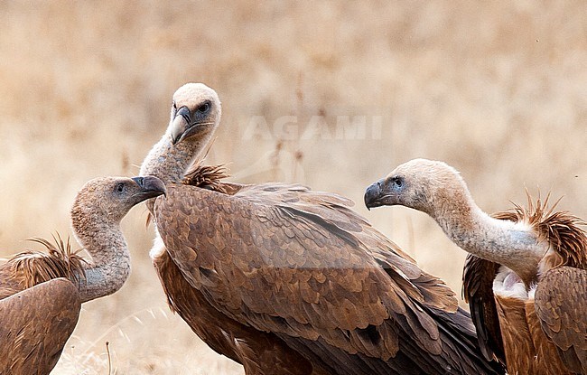 Vale Gier, Griffon Vulture stock-image by Agami/Roy de Haas,