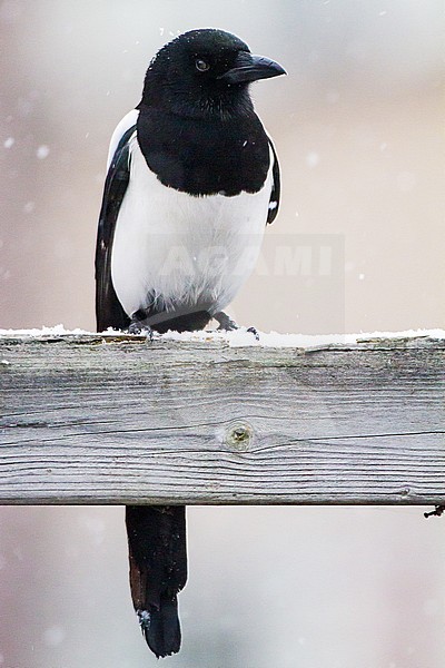 Eurasian Magpie (Pica pica) perched on garden fence during  snowfall stock-image by Agami/Menno van Duijn,