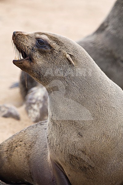 Kaapse pelsrob portrait, Cape Fur Seal portret stock-image by Agami/Wil Leurs,