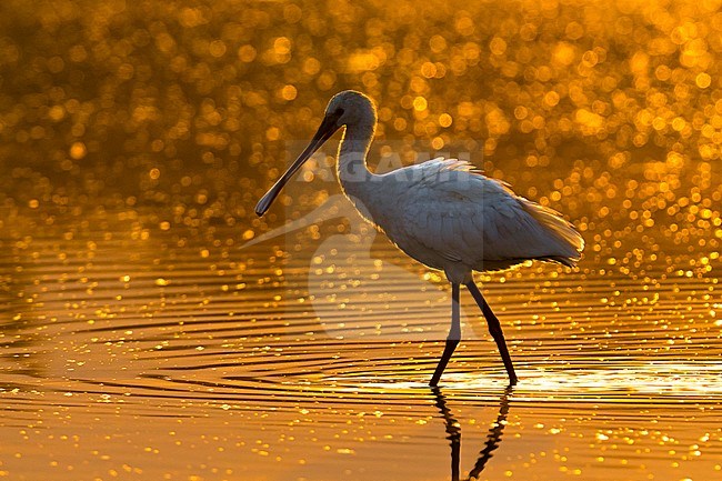 Eurasian Spoonbill (Platalea leucorodia) with beautiful evening light. stock-image by Agami/Daniele Occhiato,