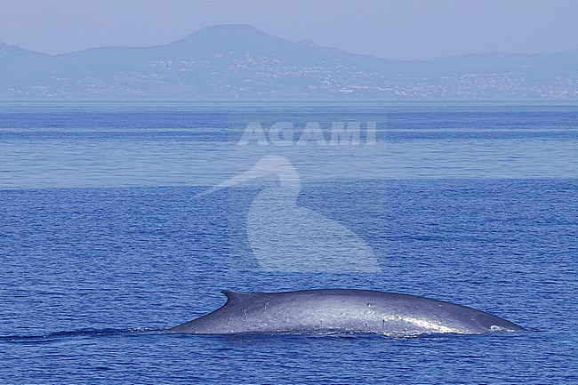 Fin Whale (Balaenoptera physalus) taken the 21/08/2022 at Toulon - Franc.e. stock-image by Agami/Nicolas Bastide,