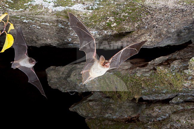 Vale Vleermuis verlaat grot, Greater Mouse-eared Bat leaving cave stock-image by Agami/Theo Douma,