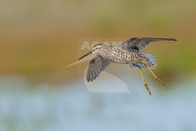 Adult breeding 
Galveston Co., TX
May 2023 stock-image by Agami/Brian E Small,