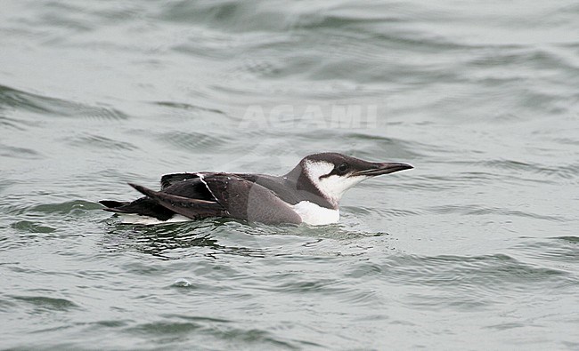Winterkleed Zeekoet, Non-breeding Common Murre stock-image by Agami/Karel Mauer,