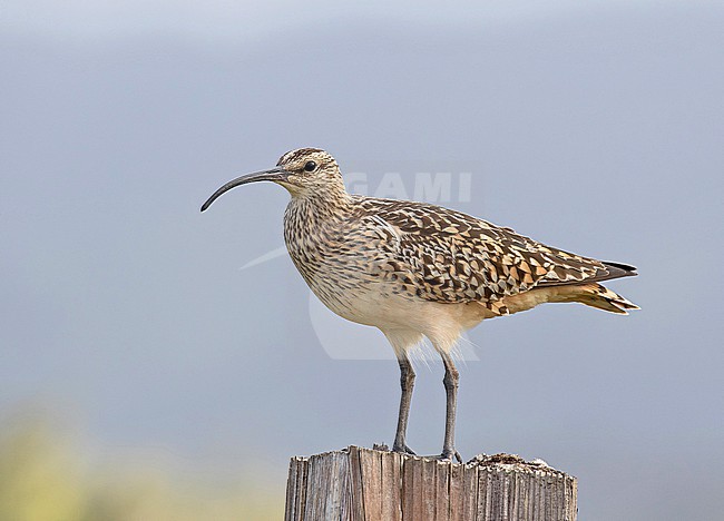 Bristle-thighed Curlew, Numenius tahitiensis, wintering on Oahu island, Hawaii, United States. stock-image by Agami/Pete Morris,