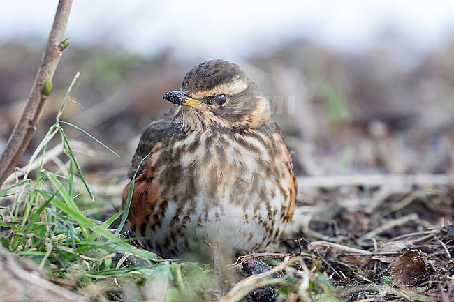 A Redwing (Turdus iliacus) is foraging on the ground in an inner city park in Amsterdam giving rare close-up frontal views. stock-image by Agami/Jacob Garvelink,