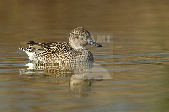 Adult female
Maricopa Co., AZ
January 2015 stock-image by Agami/Brian E Small,