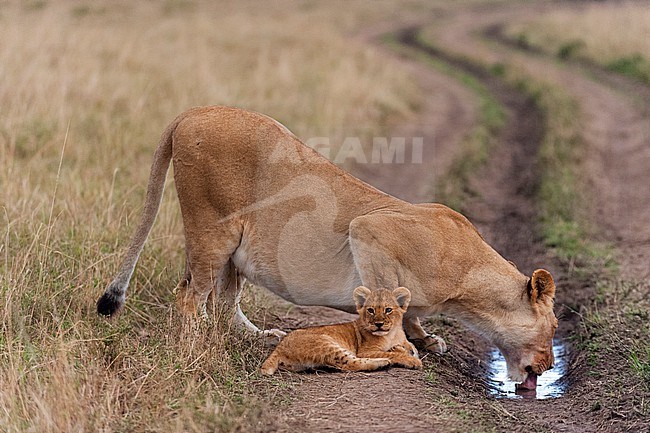 A lioness, Panthera leo, and cub drinking water pooled in a tire track. Masai Mara National Reserve, Kenya. stock-image by Agami/Sergio Pitamitz,