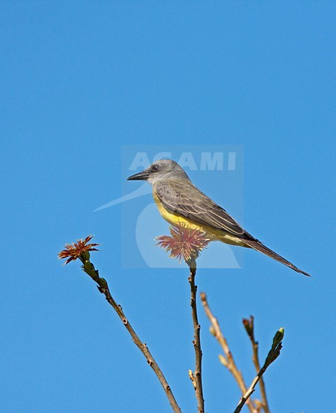Tropische Koningstiran, Tropical Kingbird stock-image by Agami/Roy de Haas,