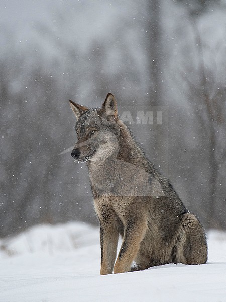 Wolf in snow covered forest in Poland stock-image by Agami/Han Bouwmeester,