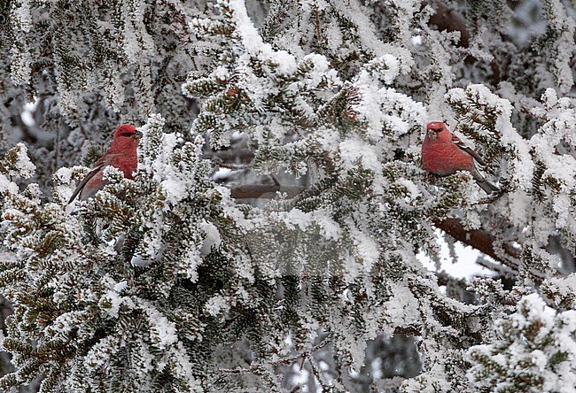 Pine Grosbeak (Pinicola enucleator) near Kuusamo in Finland. Two males foraging birds in snow covered tree. stock-image by Agami/Marc Guyt,