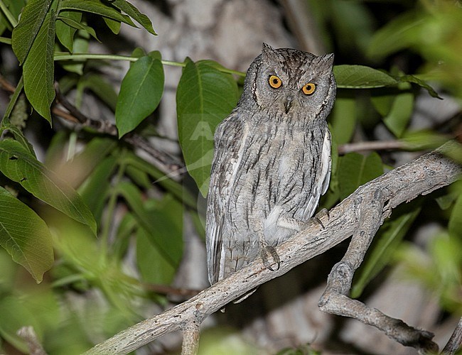 Pallid Scops Owl (Otus brucei) perched in a tree during the night in Touran National Park, Iran. stock-image by Agami/Pete Morris,