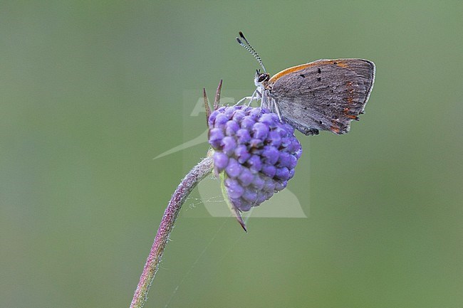 Small Copper foraging on Devil's-bit Scabious stock-image by Agami/Wil Leurs,