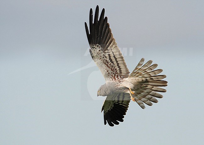 Montagu's Harrier, Circus pygargus, adult male at Extremadura, Spain stock-image by Agami/Helge Sorensen,