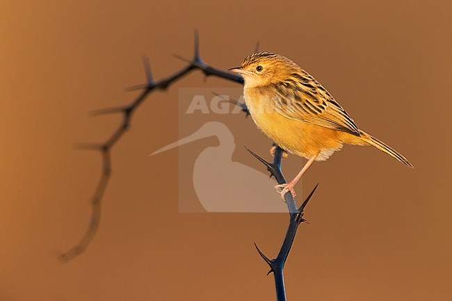 Zitting Cisticola (Cisticola juncidis) in winter and perched on a branch with background orange stock-image by Agami/Daniele Occhiato,