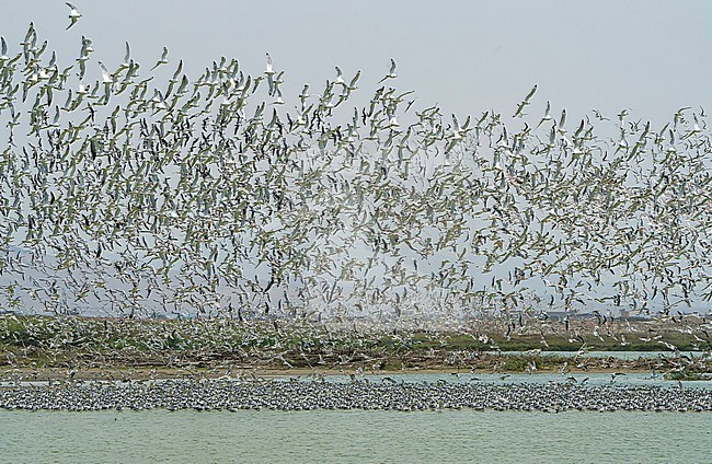 Huge wintering flock of Franklin's Gulls (Leucophaeus pipixcan) on a beach in northern Peru. Mixed with other terns and gull species.. stock-image by Agami/Dani Lopez-Velasco,