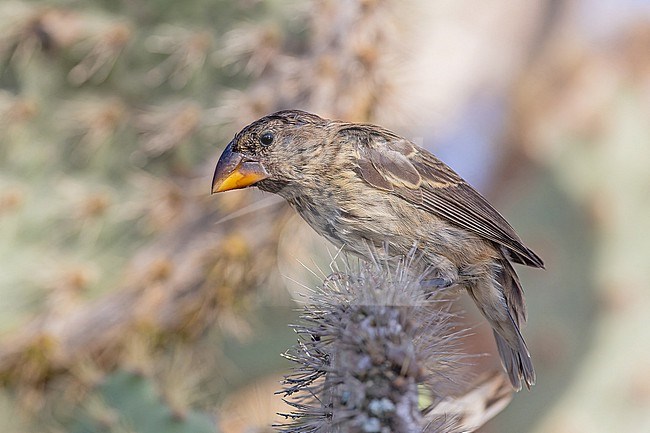 Female (type) Medium ground finch (Geospiza fortis) on the Galapagos Islands, part of the Republic of Ecuador. stock-image by Agami/Pete Morris,
