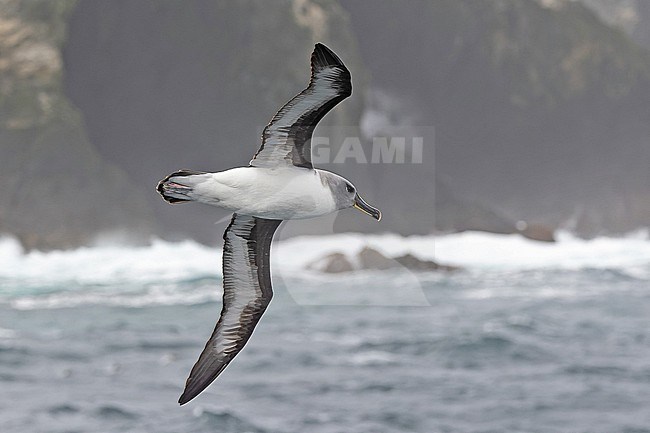 Adult Grey-headed albatross (Thalassarche chrysostoma) at sea between Argentina and South Georgia. stock-image by Agami/Pete Morris,