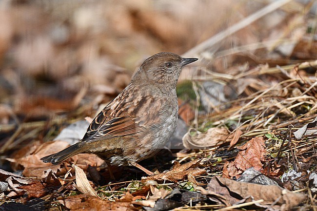 Japanese Accentor, Prunella rubida, in Japan. Foraging on the ground. stock-image by Agami/Laurens Steijn,