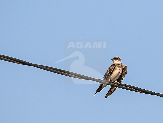 Brown-chested martin, Progne tapera, in Paraguay. stock-image by Agami/Pete Morris,