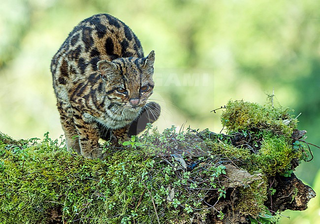 Oncilla (Leopardus tigrinus) in Colombia. A small spotted cat ranging from Central America to central Brazila and also known as the northern tiger cat, little spotted cat, and tigrillo. stock-image by Agami/Dani Lopez-Velasco,