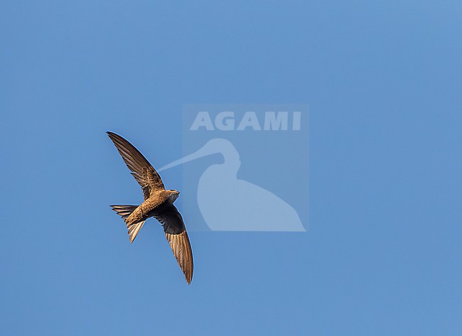 Pallid Swift (Apus pallidus) in central Spain during summer. stock-image by Agami/Marc Guyt,
