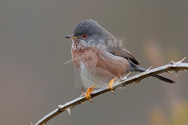 Provencaalse Grasmus; Dartford Warbler stock-image by Agami/Daniele Occhiato,