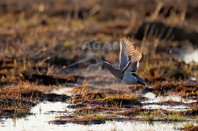 Garganey (Spatula querquedula), adult male taking off in evening backlight, Finland stock-image by Agami/Kari Eischer,