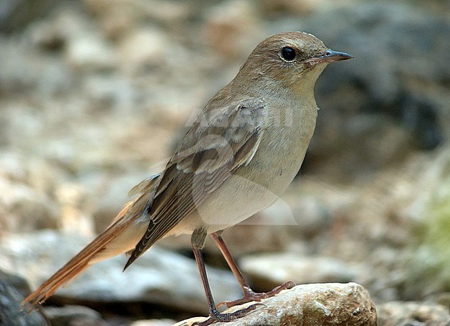 First-winter Common Nightingale (Luscinia megarhynchos golzii) during autumn at Salalah in Oman. stock-image by Agami/Aurélien Audevard,