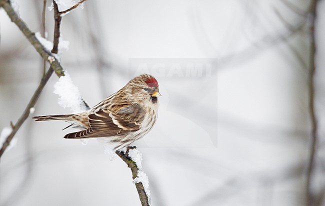 Grote Barmsijs zittend op tak; Mealy Redpoll perched on branch stock-image by Agami/Markus Varesvuo,