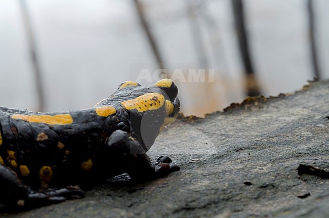 Vuursalamander, Fire salamander stock-image by Agami/Rob de Jong,