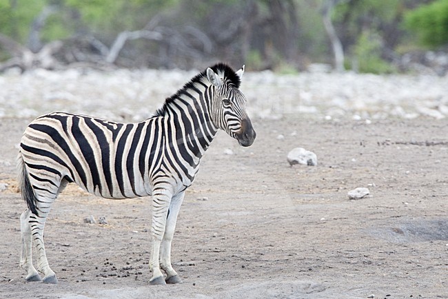 Steppezebra Etosha NP Namibie, Plains zebra Etosha NP Namibia stock-image by Agami/Wil Leurs,