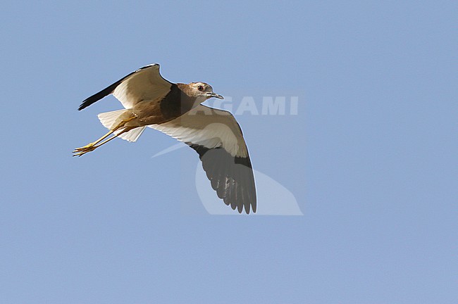 Volwassen Witstaartkievit in vlucht; Adult White-tailed Lapwing (Vanellus leucurus) in flight stock-image by Agami/James Eaton,