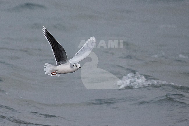 Dwergmeeuw, Little Gull, Hydrocoloeus minutus stock-image by Agami/Hugh Harrop,