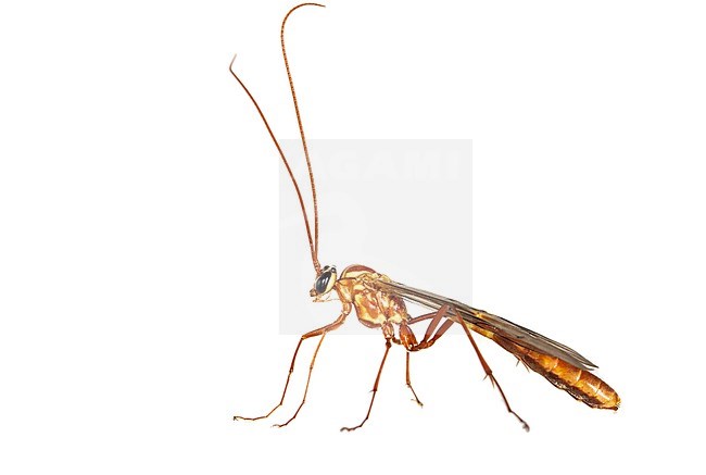 Ophion obscuratus stock-image by Agami/Wil Leurs,